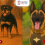 CANINOS EN SEGURIDAD PRIVADA